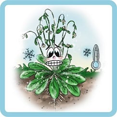 Arabidopsis thaliana under cold stress
